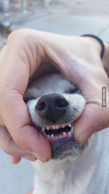 Are Puppies Supposed To Lose Their Teeth