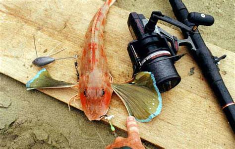 Gurnard Red Chelidonichthys Kumu How To Catch This Tasty Fish Video