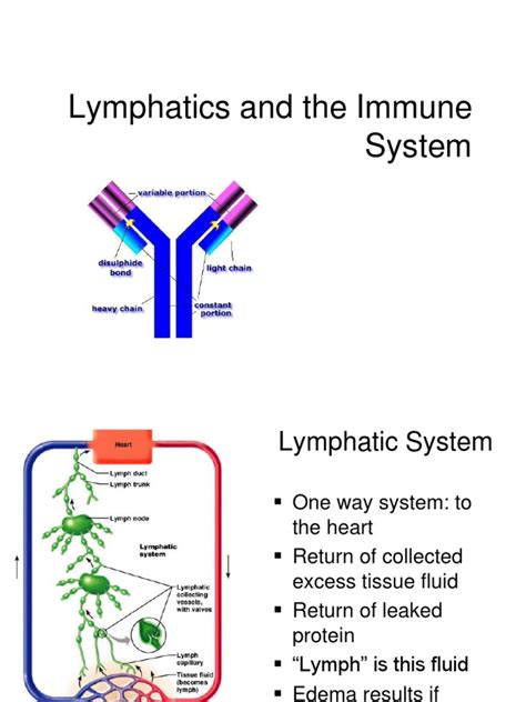 Lymphatics & Immune System | Immune System | Lymphatic System