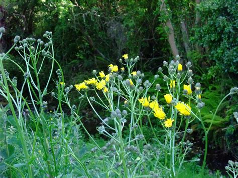 Herbal Picnic Wild Lettuce