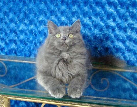 Search for a kitten or cat. Cannon Blue Solid Male Ragdoll - Ragdoll Kitten for Sale ...