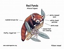 17 Best images about Ailu's Red Panda Relatives on Pinterest | A tree ...