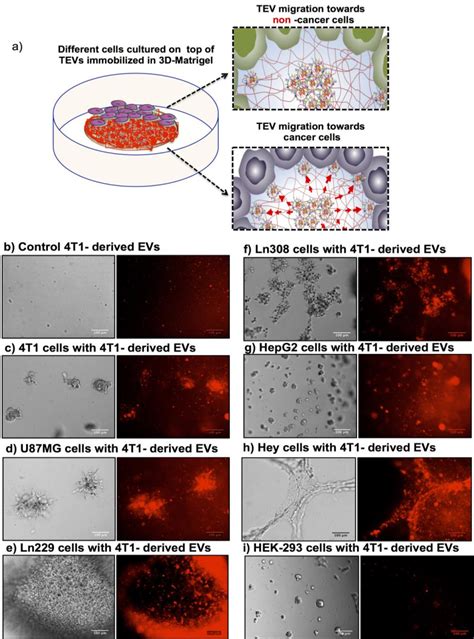 figure 2 from tumor cell derived extracellular vesicle coated nanocarriers an efficient