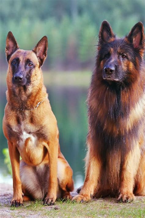 Belgian Malinois Vs German Shepherd The Ultimate Guide Barking