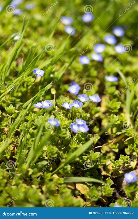 Little Blue Flowers In The Nature Stock Image Image Of Botany Summer