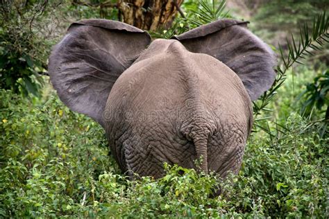 Adult African Elephant In Savannah Serengeti Tanzania Stock Photo