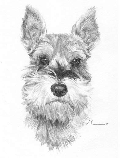 How To Draw A Schnauzer Kabar Schnauzer Drawing Schnauzer Art Dog