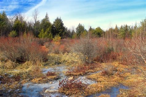 Free Images Landscape Tree Nature Forest Grass Marsh Wilderness