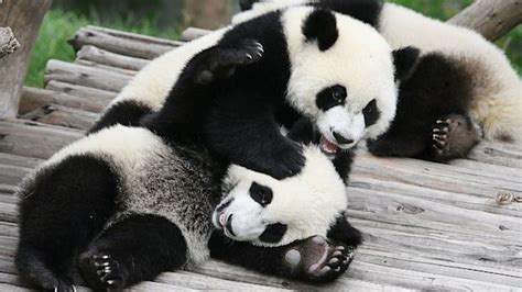 Panda Cam Offers Adorable Eavesdropping Abc News