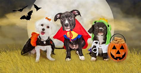 A List Of 14 Funny Pet Costumes For 2017 Halloween