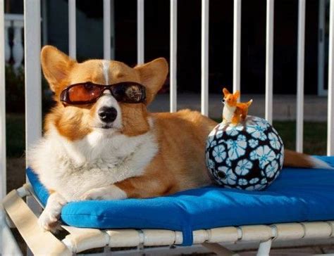 Sidney The Pembroke Welsh Corgi Is Having Fun In The Sun With His