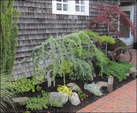 Dwarf Weeping Ornamental Trees For Landscaping Home Improvement