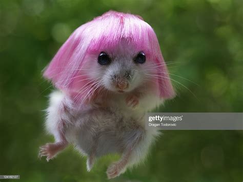 Funny Hamster High Res Stock Photo Getty Images