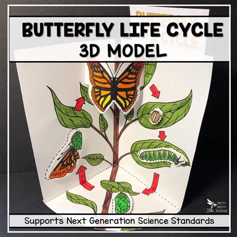 butterfly life cycle model 3d model nitty gritty science