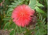 Photos of Puff Ball Flowers Name