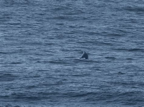 Orca Orca Marine Mammal Surveyors Set Sail For The First Saga