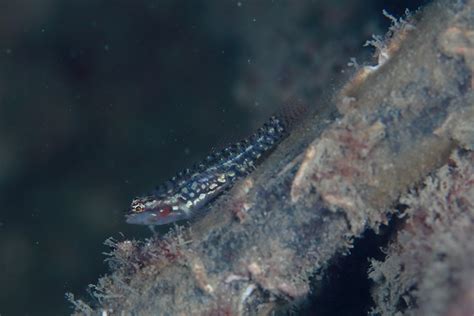 Eviota Pygmy Goby Species 114e Hk Reef Fish