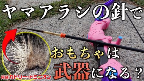 飼育員がヤマアラシの針でおもちゃを魔改造したら威力がすごかった Youtube