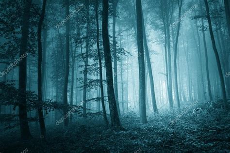 Dreamy Mystic Blue Color Foggy Forest — Stock Photo © Robsonphoto 73284783