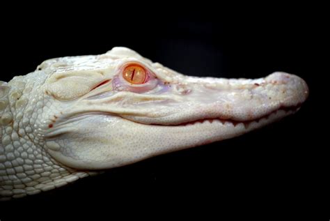 White Wolf An Extremely Rare Albino Alligator Is Taking Up Residence