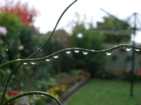 Corkscrew Grass After The Rain 3 Dervish NL Flickr