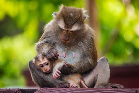 Portrait Of Mother Monkey And Infant In Thailand Macaca Leonina Stock