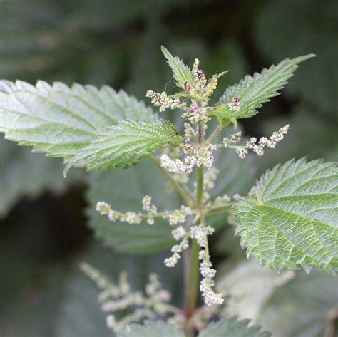 Its active ingredients strenghten the hair, regulate the follicle function, restore the normal structure of the cells and actively nourish the hair roots. Stinging Nettle Extract