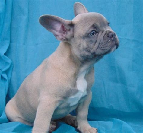 The hallmarks of the breed are the square head with bat ears and the roach back. French Bulldog puppy dog for sale in Mount Clemens, Michigan