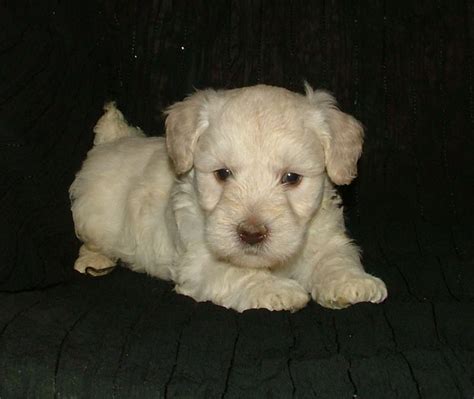 Puppies For Sale Schnoodle All Sizes Schnoodles F