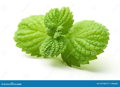 Fresh Mint Leaves Close Up Isolated On White Background Stock Image