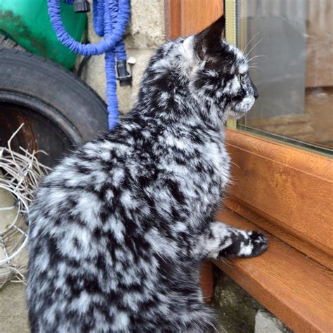 19 Year Old Cat Grows Snowflake Pattern From His Dark Black Coat Over A