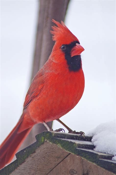 Cardinal~cl Cardinal Birds Pet Birds Beautiful Birds