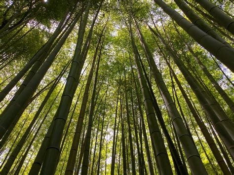 Low Angle Photography Of A Dense Forest Of Bamboo Trees · Free Stock Photo