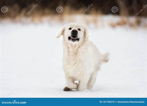 Happy And Crazy Golden Retriever Dog Running Fast In The Field In