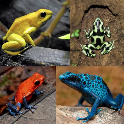 16 Beautiful But Deadly Poisonous Frogs Frog Poison Frog Poison