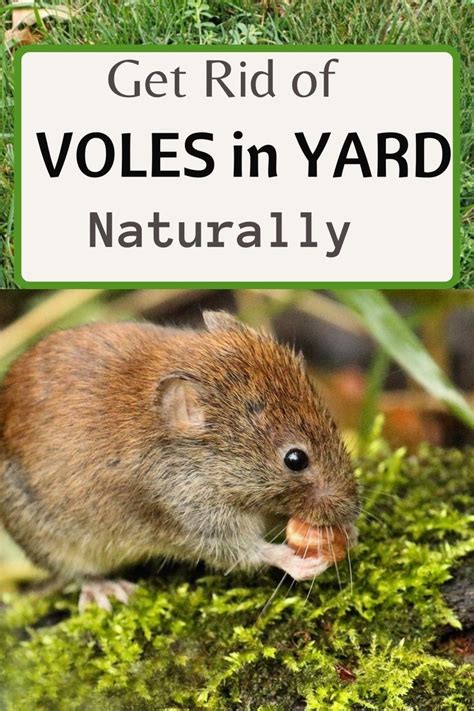 How To Get Rid Of Voles In Your Yard 2023 Artofit