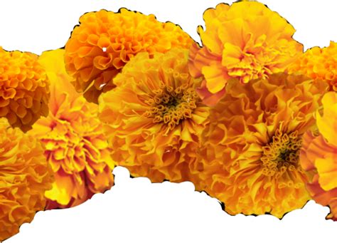 Marigold Png Clipart / Also garland clipart marigold available at png png image
