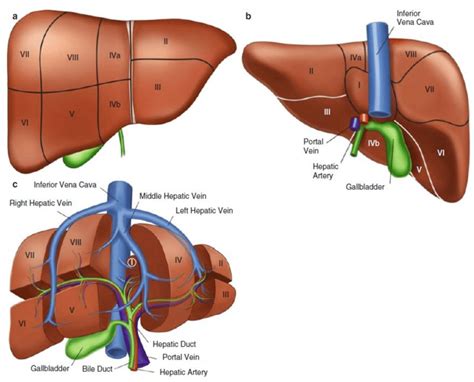Anatomy Of Liver Segments Anatomy My Xxx Hot Girl