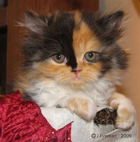 Lily Beautiful Calico Persian Kitten Love Meow