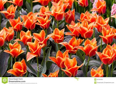 Colorful Tulips Beautiful Spring Flowers Spring