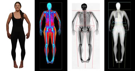 How A Dexa Body Fat Muscle And Bone Scan Can Help You Get Fit