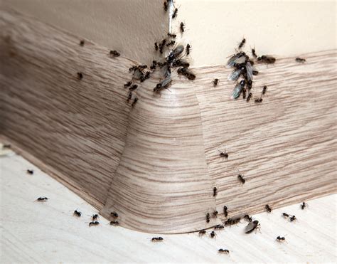 Check spelling or type a new query. Ant Deterrent using white distilled vinegar | Get rid of ...