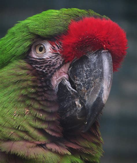 Bird Stock 12 Military Macaw By Hotnstock On Deviantart
