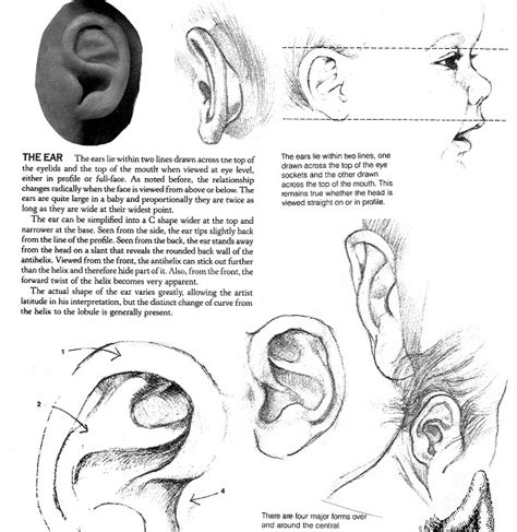 Ear Proportions Drawing