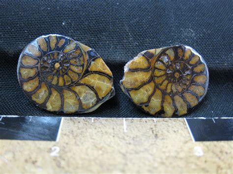 Morocco Jurassic Hematite Replaced Ammonite 23 For Sale