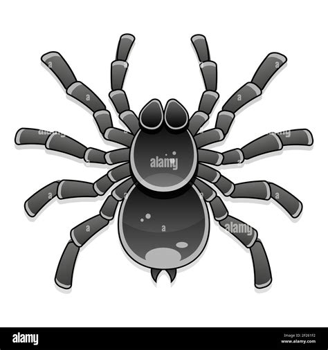 Spider Tarantula Vector Color Drawing Vector Illustration Stock Vector
