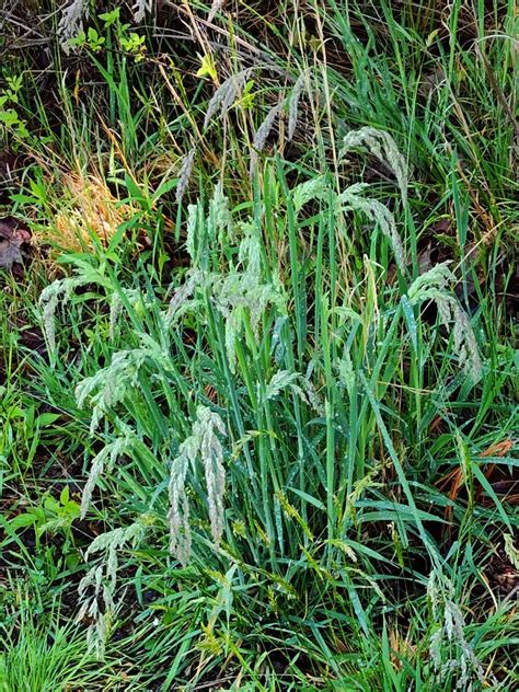Velvet Grass Holcus Lanatus Plant Western Carolina Botanical Club
