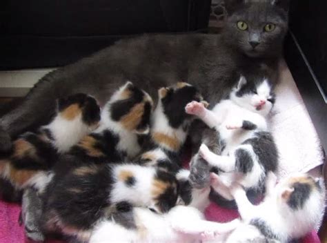 Take good care of your calico cat and she will enjoy a healthy long life. Rescue Cat Mama Nursing Her 8 Kittens: 7 Calico Girls, 1 ...