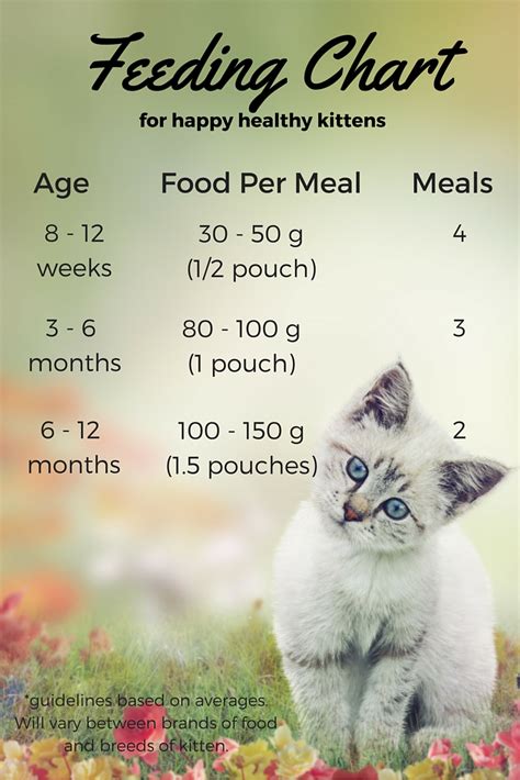 We did not find results for: How to Feed Your Cat - Exotic Shorthair Kittens