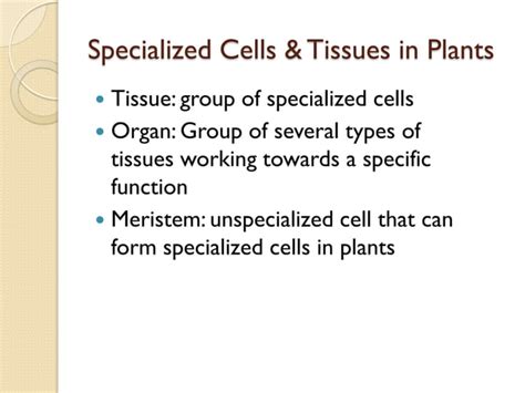 05 Plant Cells Tissues And Organs